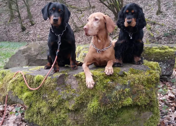 Apartment Eifelzauber Greimerath